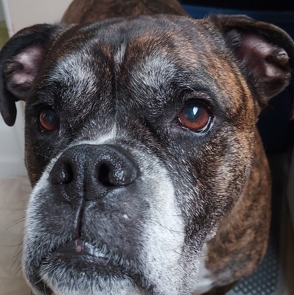 Meet your Posher, Tanya - Picture 1 of 1